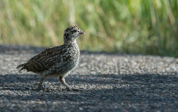 Close Grouse Natureza Selvagem Canadá — Fotografia de Stock