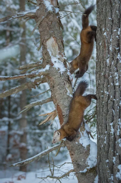 Pine Martens Banff National Park Alberta Canada — Stock Photo, Image