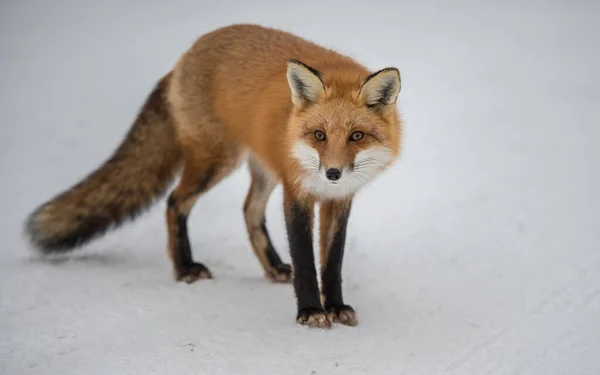 Renard Roux Dans Nature — Photo