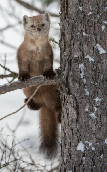 Pine Marten Sitting Tree Banff National Park Alberta Canada — Stock Photo, Image