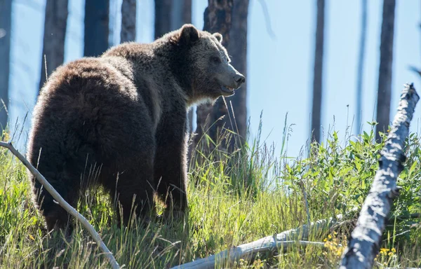 상태의 회색곰 — 스톡 사진