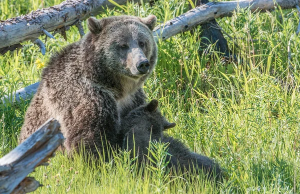 Grizzly Bear Wild — Stock Photo, Image