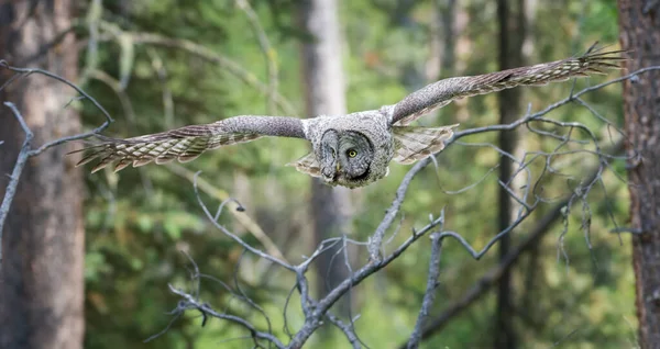 Stor Grå Uggla Vild Natur Alberta Kanada — Stockfoto