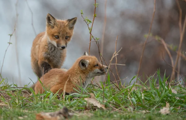 Vulpi Roșii Drăguț Împreună Iarbă Natura Sălbatică — Fotografie, imagine de stoc