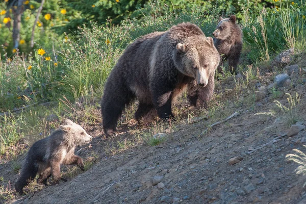 Grizzly Bears Wild — Stock Photo, Image