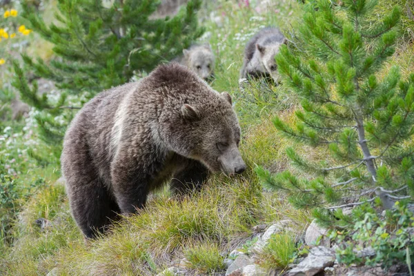 Γκρίζλι Αρκούδα Στην Άγρια Φύση — Φωτογραφία Αρχείου