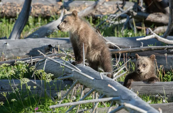 Grizzly Bears Wild — Stock Photo, Image