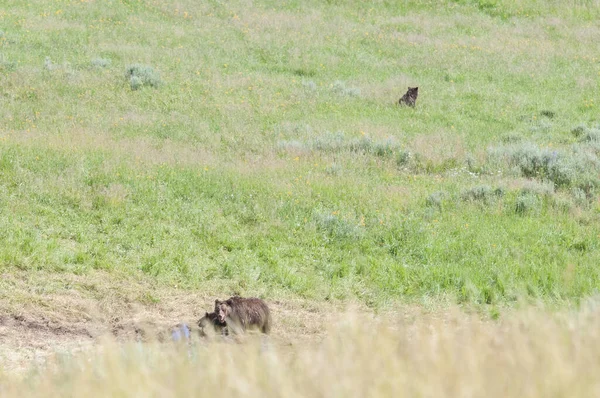 Grizzly Medvědí Rodina Divočině — Stock fotografie