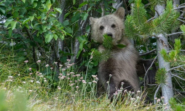 Grizzly Medve Vadonban — Stock Fotó