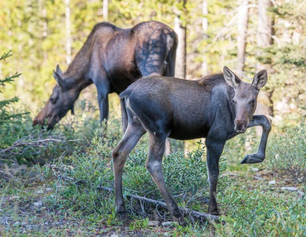 Moose Família Natureza — Fotografia de Stock