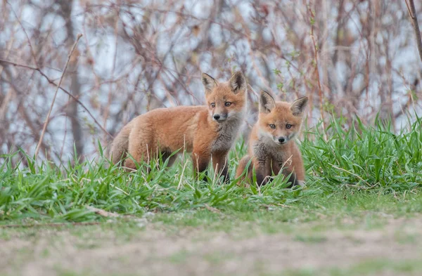 Carino Volpi Rosse Insieme Catturati Parco — Foto Stock