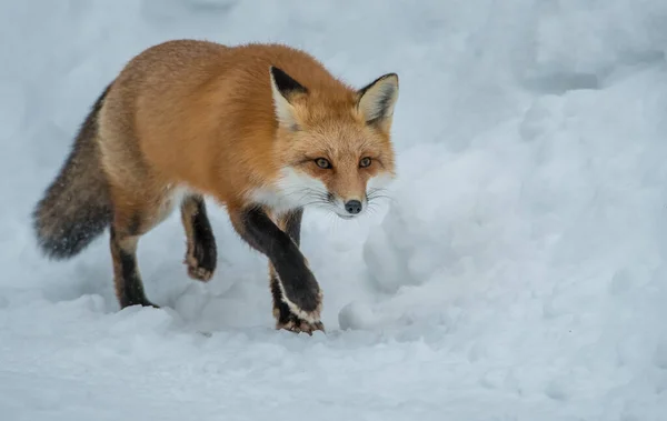 Renard Roux Dans Nature — Photo