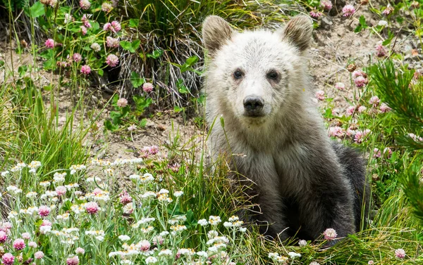 Niedźwiedź Grizzly Dziczy — Zdjęcie stockowe