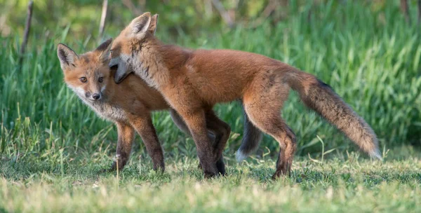 Schattige Rode Vossen Samen Gevangen Park — Stockfoto