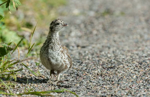 Sluitingen Van Korhoenders Wilde Natuur Canada — Stockfoto