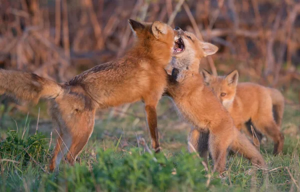 Χαριτωμένο Κόκκινες Αλεπούδες Μαζί Στη Φύση — Φωτογραφία Αρχείου