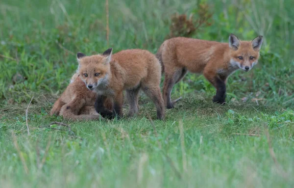 Schattige Rode Vossen Samen Gevangen Park — Stockfoto