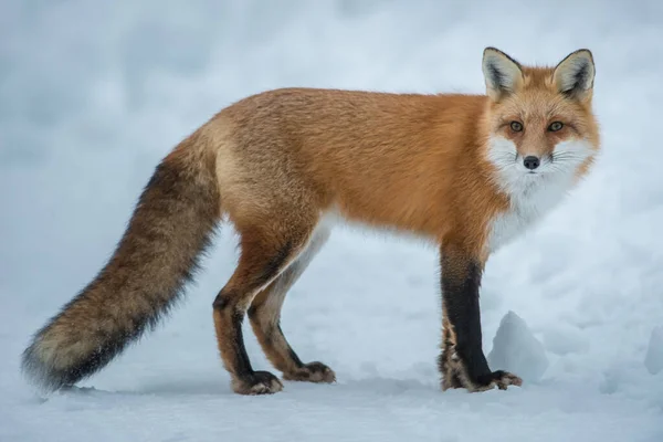 Volpe Rossa Natura — Foto Stock