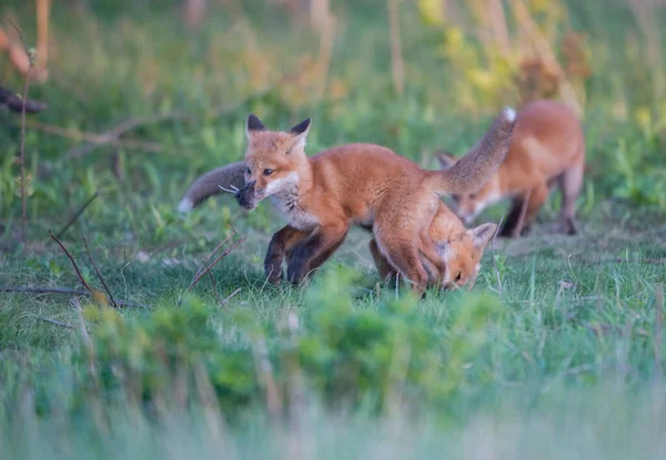 Carino Volpi Rosse Insieme Natura — Foto Stock