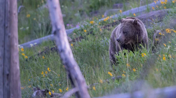 Niedźwiedzie Grizzly Dziczy — Zdjęcie stockowe