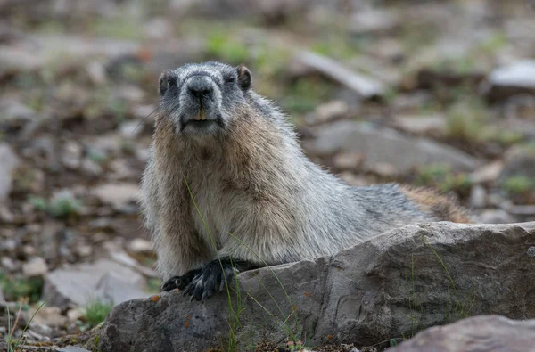 Primer Plano Marmota Naturaleza Salvaje — Foto de Stock