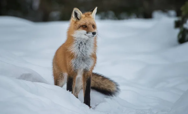 Volpe Rossa Natura — Foto Stock