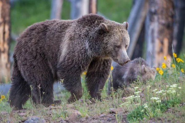 Niedźwiedzie Grizzly Dziczy — Zdjęcie stockowe