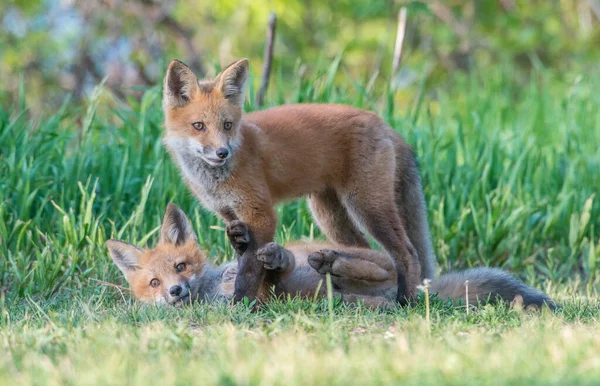 Schattige Rode Vossen Samen Gevangen Park — Stockfoto