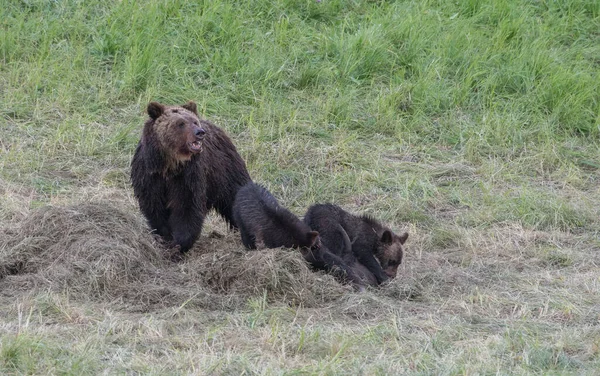 Medvěd Grizzly Divočině — Stock fotografie