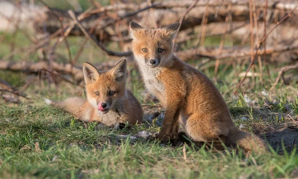 Carino Volpi Rosse Insieme Catturati Parco — Foto Stock