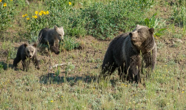 Γκρίζλι Αρκούδες Στην Άγρια Φύση — Φωτογραφία Αρχείου