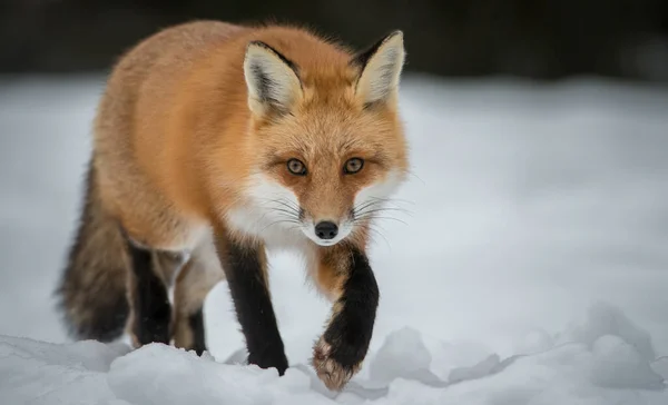 Renard Roux Dans Nature — Photo