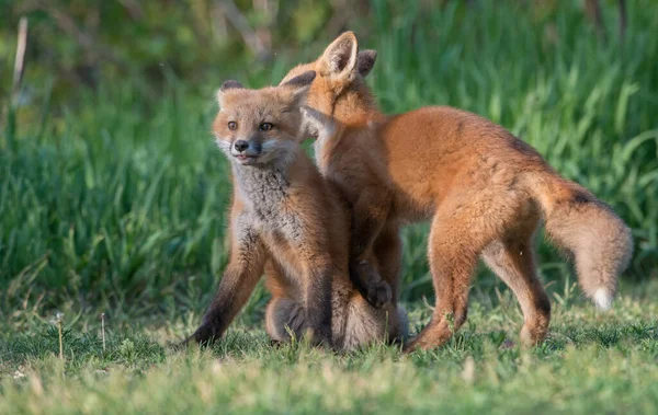 Söta Röda Rävar Tillsammans Naturen — Stockfoto