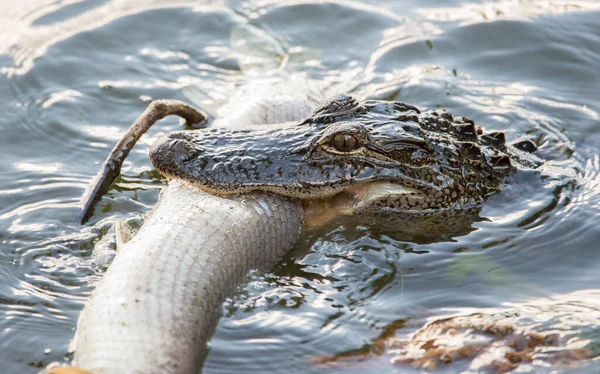 Alligator Wild — Stock Photo, Image