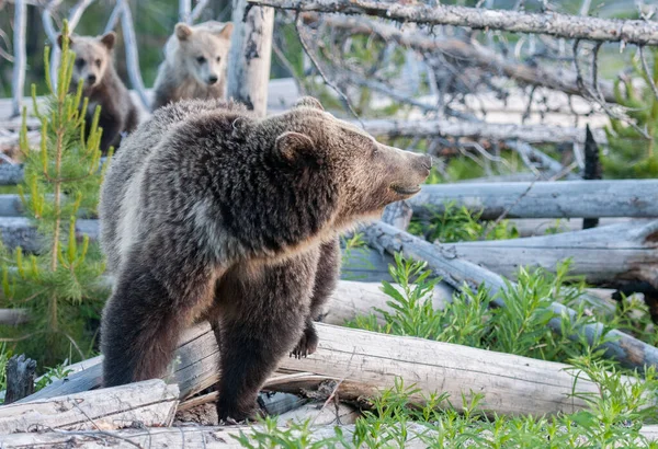 Grizzly Bear Wild — Stock Photo, Image