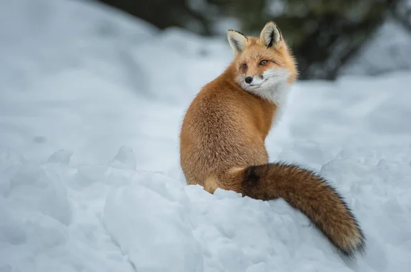 野生红狐 — 图库照片