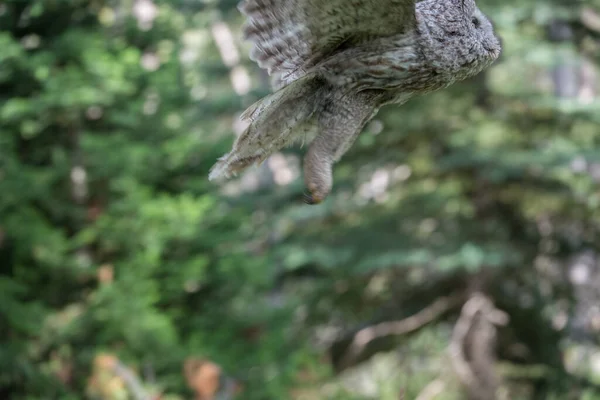 Grand Hibou Gris Dans Nature Sauvage Alberta Canada — Photo