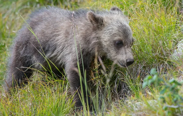 Urso Pardo Natureza — Fotografia de Stock