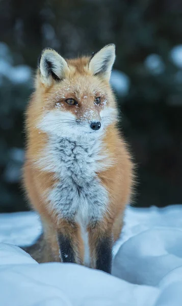 Renard Roux Dans Nature — Photo