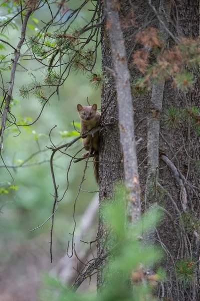 Pine Marten Wandelen Sneeuw Banff National Park Alberta Canada — Stockfoto