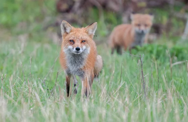 Mignon Renards Rouges Ensemble Capturés Parc — Photo