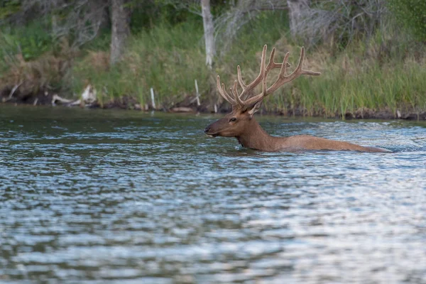 Vahşi doğada boğa geyiği