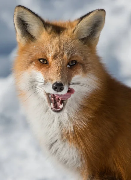 Renard Roux Dans Nature — Photo