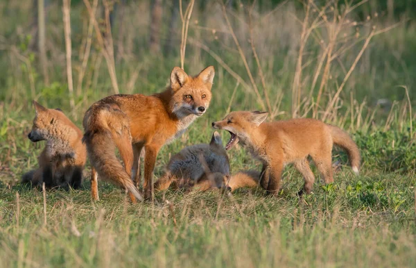 Carino Volpi Rosse Insieme Catturati Parco — Foto Stock