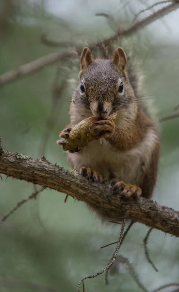 Rotes Eichhörnchen Freier Wildbahn — Stockfoto
