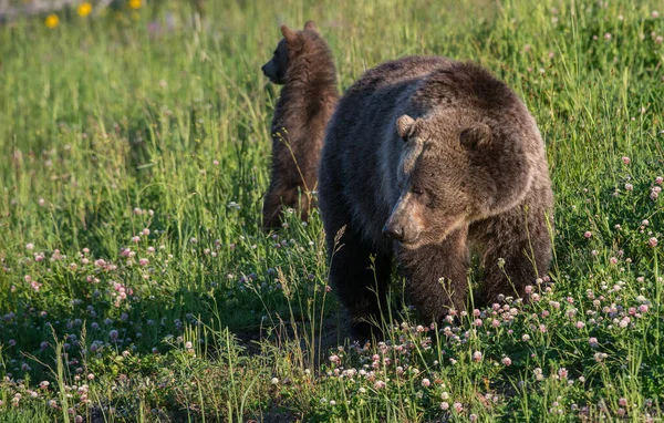 Urso Pardo Natureza — Fotografia de Stock