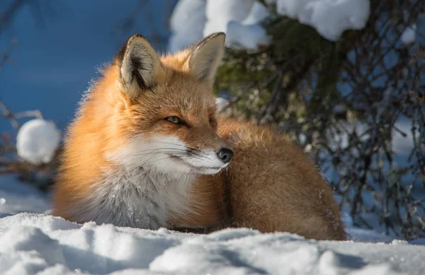 Renard Roux Dans Nature — Photo