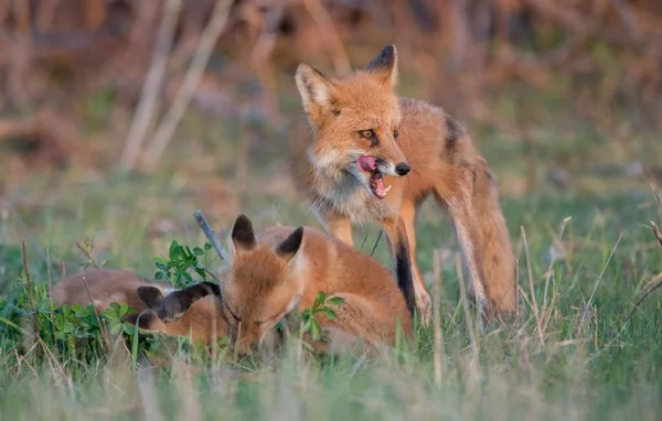 Carino Volpi Rosse Insieme Catturati Parco — Foto Stock