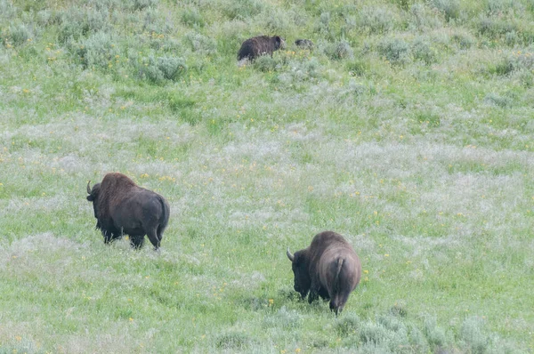 Bison Wild — Stock Photo, Image