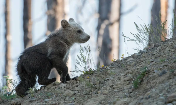 Niedźwiedź Grizzly Dziczy — Zdjęcie stockowe